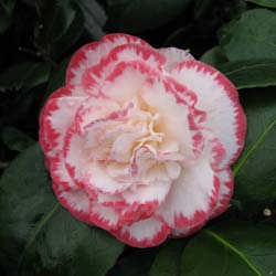Camellia japonica Margaret Davis